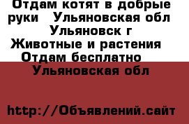 Отдам котят в добрые руки - Ульяновская обл., Ульяновск г. Животные и растения » Отдам бесплатно   . Ульяновская обл.